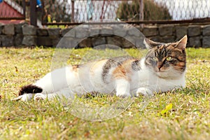 Colored domesticated cat sprawls on autumn colored grass and warm up on last hot sunshine. Relax after hard work. Important time