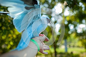 A colored dove of blue sits on a mans hand against the background of bright green foliage. Summer time