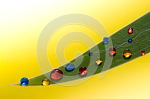 Colored drops on a green leaf