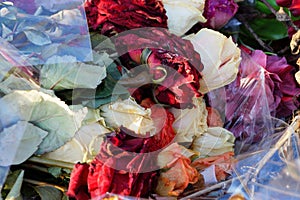 Colored dry wilted flowers roses in a bouquet in cellophane in a pile of garbage
