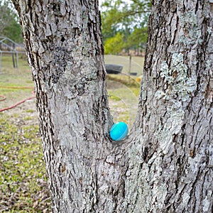 Colored Easter Eggs hidden waiting to be found in an Easter Egg Hunt.