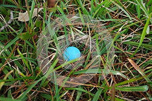 Colored Easter Eggs hidden waiting to be found in an Easter Egg Hunt.