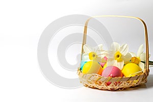 Colored Easter eggs and narcissus flowers in a basket at the corner isolated on white background