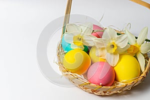 Colored Easter eggs and narcissus flowers in a basket at the corner isolated on white background. Easter idea design, postcard, w