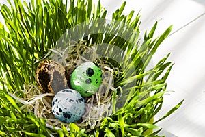 Colored Easter eggs quail on the green wheatgrass against white background