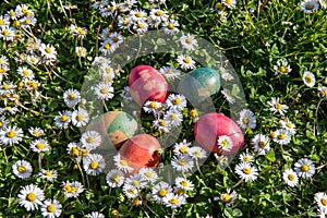 Colored eggs among the daisies in a garden.