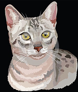 Colored Egyptian Mau Cat