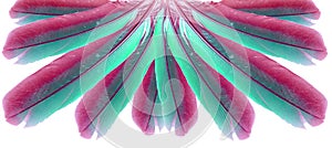 Colored feather banner