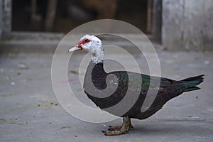 Colored feather ducks are dazed on the flat ground.