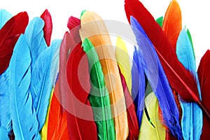 Colored feathers