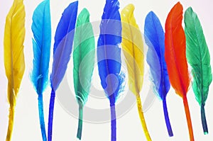 Colored feathers