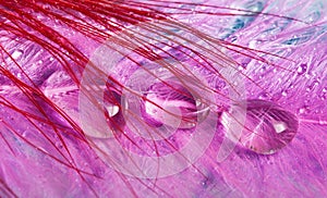 Colored feathers with rain drops