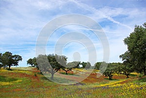 Colored field in alentejo in the Spring.