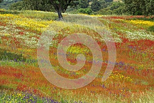 Colored field in alentejo in the Spring. photo