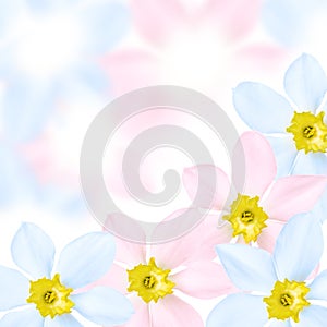 Colored flower background