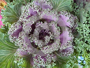 Colored flower wild cabbage Brassica oleracea,