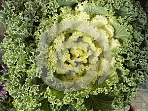 Colored flower wild cabbage Brassica oleracea,