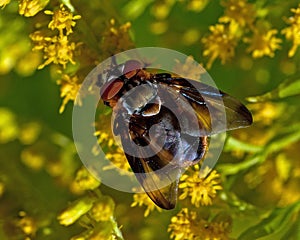 Parasitic Tachina fly Phasia hemiptera in macro photo