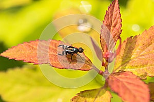 Colored fly upon the grass photo