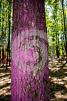 The colored forest from Gorj