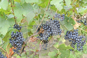 Colored fresh white grape farm harvest in rural country field