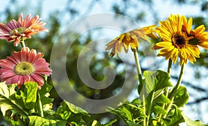 Colored gerbera daisies flowers closeups