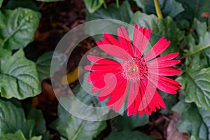 Colored Gerbera flowers blooming in the garden