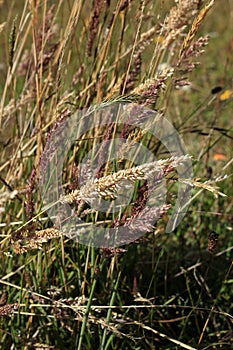 Colored Grass at Lake Cuicocha