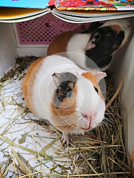 Colored guinea pigs