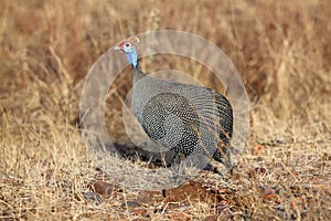 The colored guineafowl Numida meleagris in yellow grass in the savanna.Colorful chicken from Africa with a bald head in the