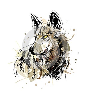 Colored hand sketch wolfs head