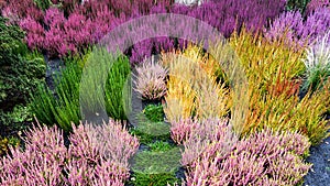 Colored heathers in a European Garden