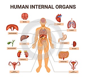 Colored Human Body Organ Systems Infographic