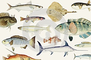 Colored illustration of fish drawing collection