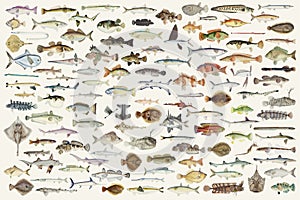 Colored illustration of fish drawing collection