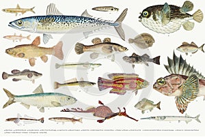 Colored illustration of fish drawing collection