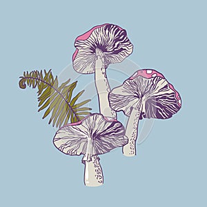 Colored image of poisonous fly agaric mushrooms and fern. Print or tattoo.