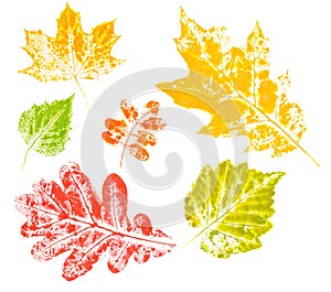 Colored imprint of autumn leaves isolated photo