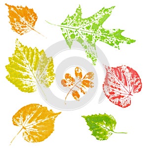 Colored imprint of autumn leaves isolated photo