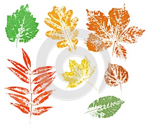 Colored imprint of autumn leaves isolated