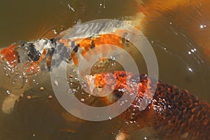 Colored koi fish eating food in the water. Japanese koi fish in the pond.