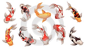 Colored koi fish. Japanese carps, spotted underwater oriental creatures, traditional inhabitants of decorative chinese