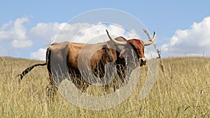 Colored landscape photo of a Afrikaner bull in the Drakensberg-mountain-area.