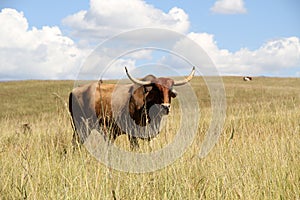 Colored landscape photo of a Afrikaner bull with long horns  in the Drakensberg-mountain-area.