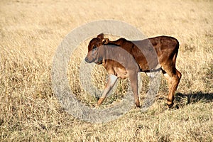 Colored landscape photo of an Afrikaner calf in  winter grass field. photo