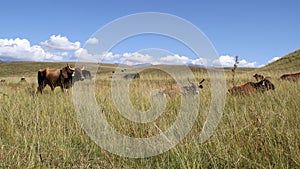 Colored landscape photo of  Afrikaner cattle in the Drakensberg-mountain-area.