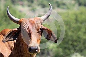 Colored landscape photo of a Afrikaner cow in the Dome-area, Potchefstroom. Northwest