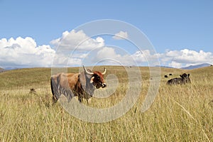 Colored landscape photo of a Afrikaner cow in the Drakensberg-mountain-area.