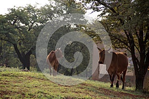 Colored landscape photo of Afrikaner cow in front of a ruin. Northwest, South Africa.