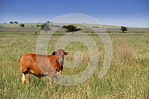 Colored landscape photo of a Afrikaner cow gracing in a green field. South Africa.